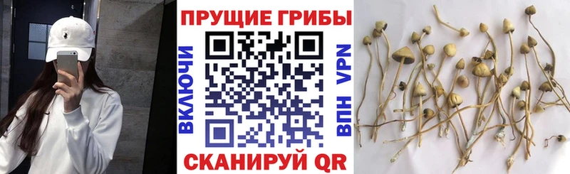 Галлюциногенные грибы мухоморы  закладка  это как зайти  Пучеж 